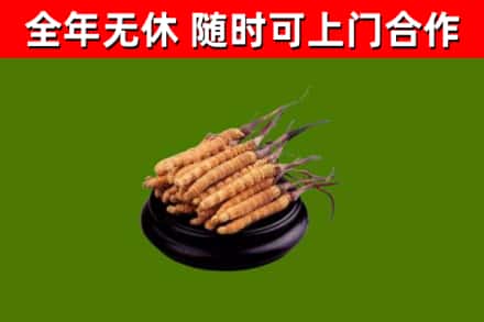 金安回收冬虫夏草