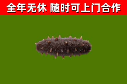 金安回收海参干